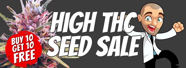 High THC Marijuana Seeds Promotion