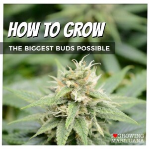 How To Grow Big Bud Cannabis Seeds