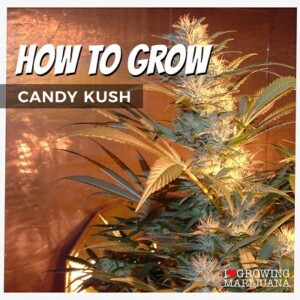How To Grow Candy Kush Cannabis Seeds