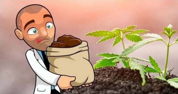 How To Grow Cannabis Plants Hydroponically