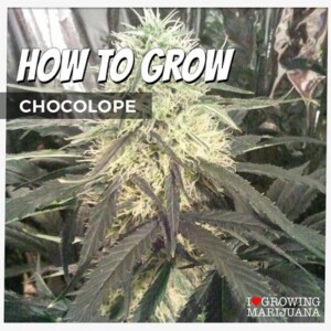 How To Grow Chocolope Cannabis Seeds