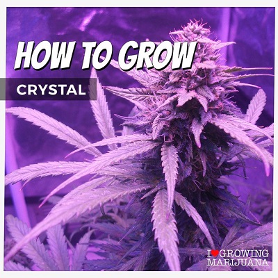 How To Grow Crystal Cannabis Seeds