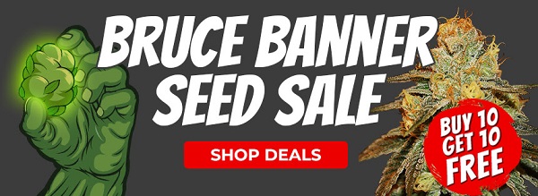 Shop All Bruce Banner Cannabis Seed Deals