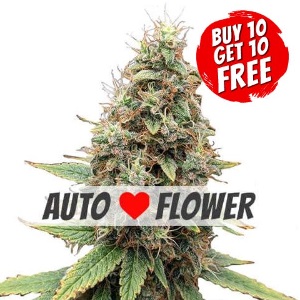 Tangie Autoflowering - Buy 10 Get 10 Free Seeds