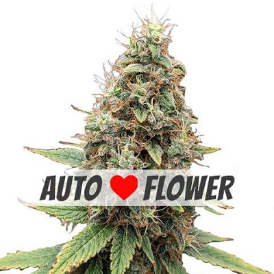 Tangie Autoflowering Seeds Tangie Autoflowering Seeds
