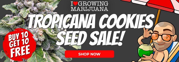Tropicana Cookies Marijuana Seeds Promotion