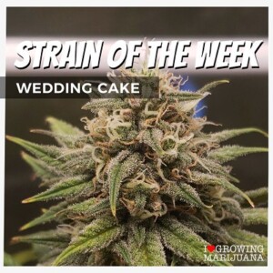 Wedding Cake Cannabis Seeds For Sale