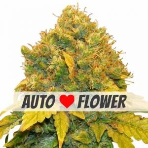 Banana Kush Autoflowering Seeds