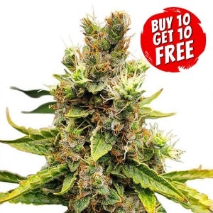 Cookies And Cream Feminized - Buy 10 Get 10 Free Seeds