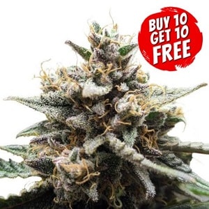 Girl Scout Cookies Extreme x Do-Si-Dos Feminized - Buy 10 Get 10 Free Seeds