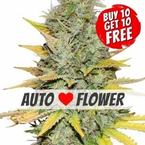 Gold Leaf Autoflowering - Buy 10 Get 10 Free Seeds