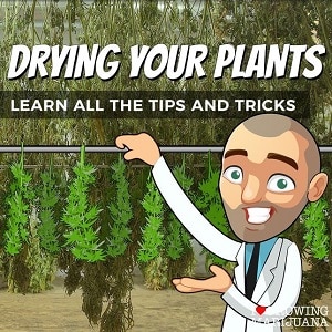 How To Dry Cannabis Plants