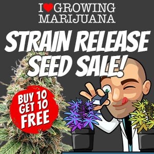 ILGM Strain Release Sale