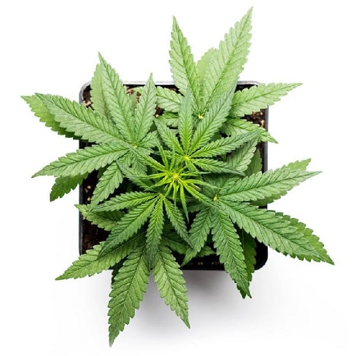 Marijuana Seeds USA
