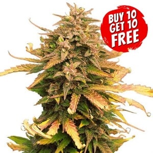 Moby Dick Feminized - Buy 10 Get 10 Free Seeds