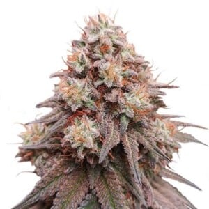 Gorilla Glue x Zkittlez Feminized Rainbow Glue Feminized Cannabis Seeds
