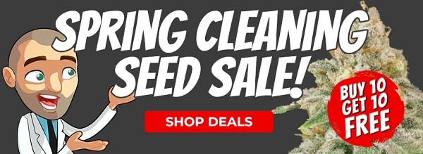 Spring Cleaning Cannabis Seeds Promotion