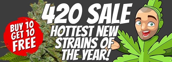 420 Super Cannabis Seeds Sale