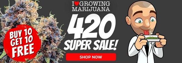 420 Super Sale Cannabis Seeds Promotion