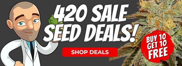 Buy Marijuana Seeds In The Big 420 Sale