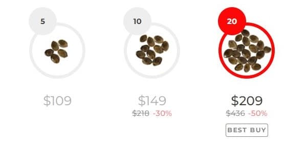 GSC X Do-Si-Dos Seeds