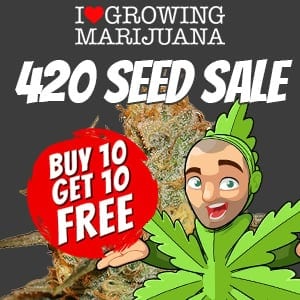 ILGM 420 Seed Sale