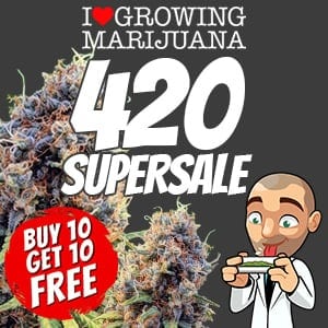 ILGM 420 Seeds Super Sale