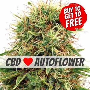 CBD Kush Autoflowering - Buy 10 Get 10 Free Seeds