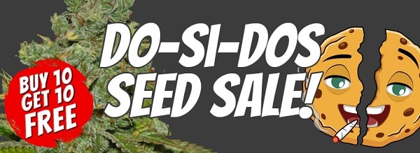 Do-Si-Dos Cannabis Seeds Sale