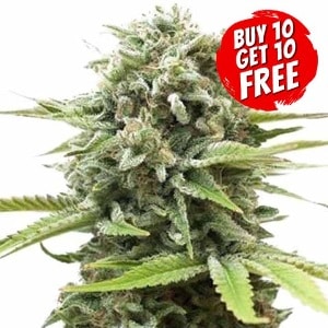 Fire OG Feminized - Buy 10 Get 10 Free Seeds