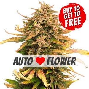 Moby Dick Autoflowering - Buy 10 Get 10 Free Seeds