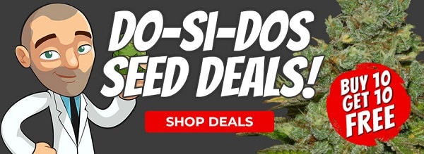 The Best Do-Si-Dos Marijuana Seed Deals