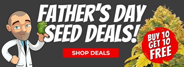 Fathers day Cannabis Seeds Sale
