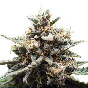 GG4 x Do-Si-Dos Feminized Cannabis Seeds