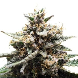 GG4 x Do-Si-Dos Feminized GG4 x Do-Si-Dos Feminized Cannabis Seeds