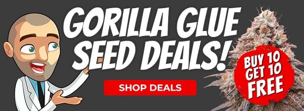 Gorilla Glue Cannabis Seeds Promotion