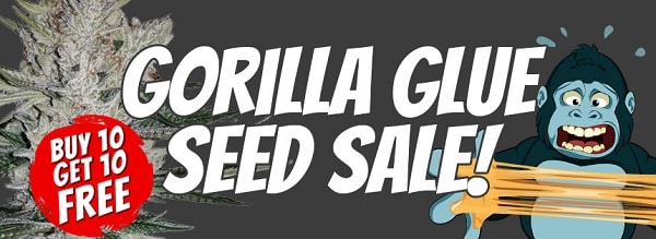 Gorilla Glue Marijuana Seeds Sale