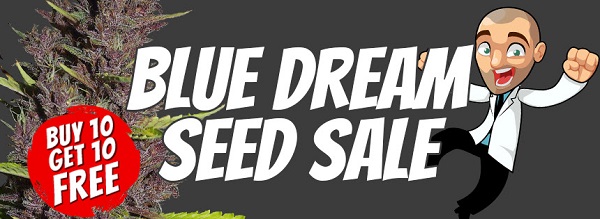 Blue Dream Marijuana Seeds Promotion