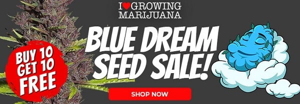Blue Dream Seed Deals