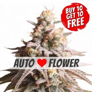 Gushers Autoflowering - Buy 10 Get 10 Free Seeds