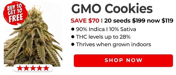 GMO Cookies Cannabis Seeds For Sale