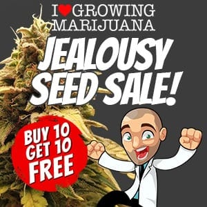ILGM Jealousy Seeds Sale