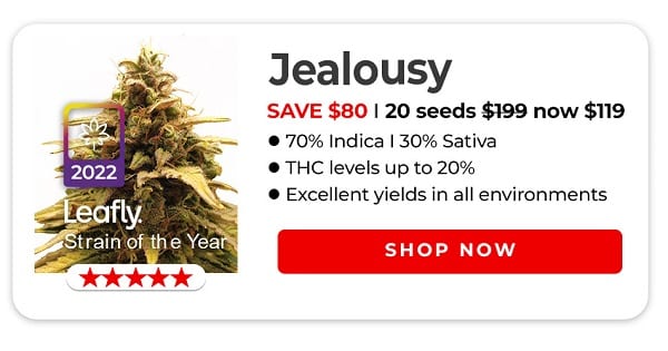 Jealousy Seeds Sale