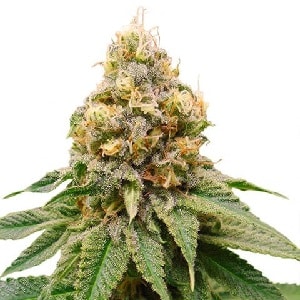 Disco Bizkit Feminized Cannabis Seeds