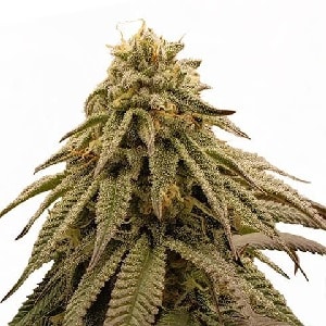 GMO Cookies Feminized Seeds GMO Cookies Feminized Cannabis Seeds