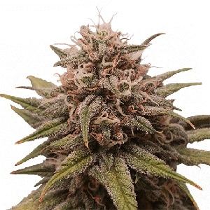 Grape Octane Feminized Cannabis Seeds