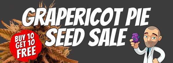 Grapericot Pie Cannabis Seeds Sale