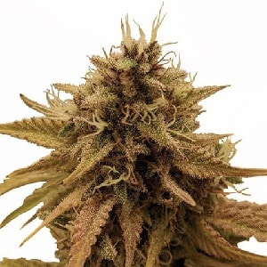 Grapericot Pie Feminized Cannabis Seeds