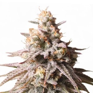 Gushers Feminized Cannabis Seeds