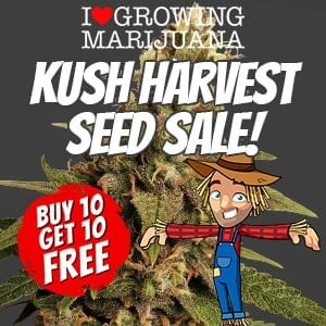 ILGM Kush Seeds Sale